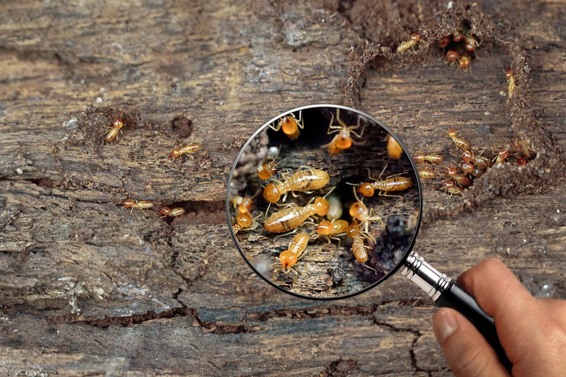 Termites being viewed through a magnifying glass during a home inspection